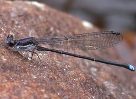Blue-tipped Dancer